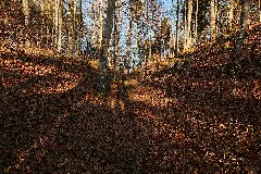 Heidenburg (Ippingen) 2428