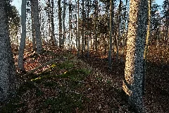 Heidenburg (Ippingen) 2443