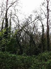 Heidewald 04