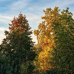 Heilbronn Böckingen Kreuzgrund Bäume Im Herbstlaub Mit Morgensonne (1)