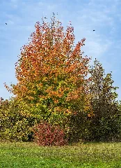 Heilbronn Böckingen Kreuzgrund Familienzentrum Baum Im Herbstlaub (1.1)