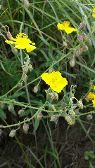 Helianthemum Nummularium Subsp. Obscurum Sl4