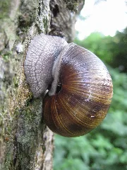 Helix Pomatia On Tree Trunk