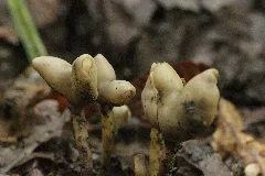 Helvella Sp. (37489322016)