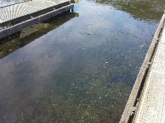 Hengsteysee 2008 Wasserpest 3
