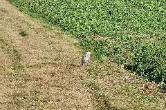 Heron, Ortenaukreis