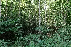 Herrenwald Stadtallendorf 2020 08 21 03