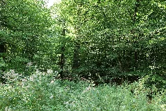 Herrenwald Stadtallendorf 2020 08 21 06