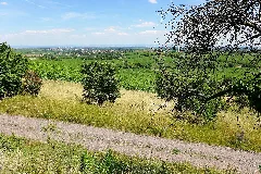 Herxheim Am Berg Vineyards, 2014 (01)