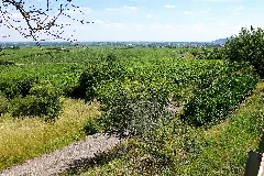 Herxheim Am Berg Vineyards, 2014 (02)