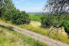 Herxheim Am Berg Vineyards, 2014 (03)