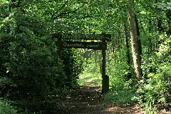 Hesel Heseler Wald 03 Ies