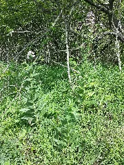 Hesperis Sylvestris Sl1
