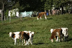 Hesselbach (Derhexer) 2012 09 29 06