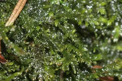 Heterocladium Heteropterum (B, 145151 481211) 3407