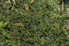Heterocladium Heteropterum (B, 145151 481211) 3408