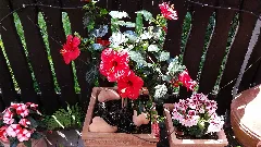Hibiscus Eibisch Panoramio