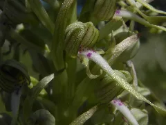 Himantoglossum Hircinum Detail