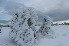 Hochmoor Hornisgrinde