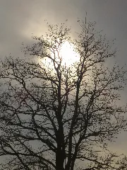 Hochnebel Baum Wismat