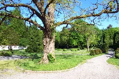 Hofgarten Panoramio (1)