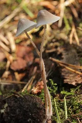 Hohe Mark 17.09.2017 Mycena Sp. (37636407446)