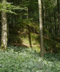 Hoher Vogelsberg Rehberg Wilde Saudeck Fagus Trachyte For
