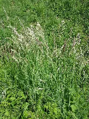 Holcus Lanatus Sl12