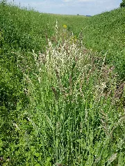 Holcus Lanatus Sl13