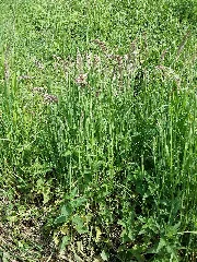 Holcus Lanatus Sl14