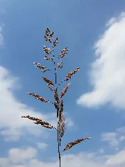 Holcus Lanatus Sl15