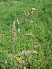 Holcus Lanatus Sl16