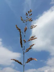Holcus Lanatus Sl17