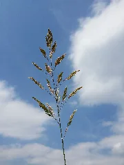 Holcus Lanatus Sl19