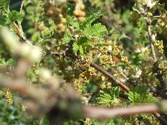 Honeybeeonredcurrant