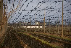 Hopfenplantage Beesenstedt