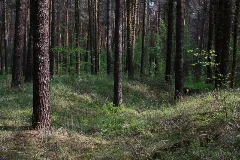 Huegelgrab Bei Ateritz Duebener Heide