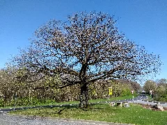 Huemmericher Eiche An L270