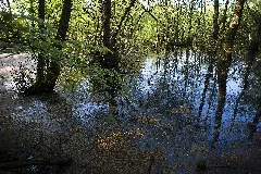 Huronensee, Bäume Im Wasser