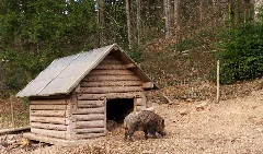Hut With Boar Panoramio