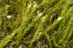 Hygroamblystegium Fluviatile (D, 143553 482324) 4249