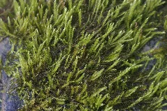 Hygroamblystegium Fluviatile (D, 143553 482324) 4252