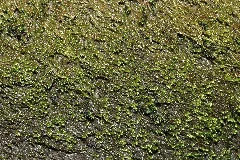 Hygrohypnum Ochraceum (A, 143828 482452) 9650