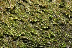 Hygrohypnum Ochraceum (A, 143828 482452) 9652
