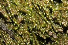 Hygrohypnum Ochraceum (A, 143828 482452) 9655