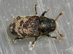 Hylesinus Fraxini 01 Fws