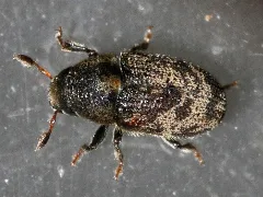 Hylesinus Fraxini 02 Fws