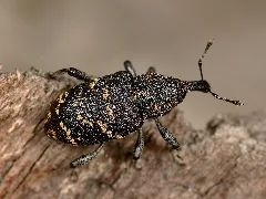 Hylobius Abietis (53141949464)