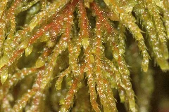 Hylocomium Umbratum Img 6395