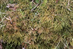 Hylocomium Umbratum Img 6401
